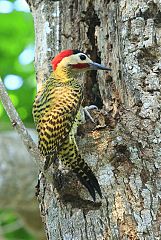 Green-barred Woodpecker